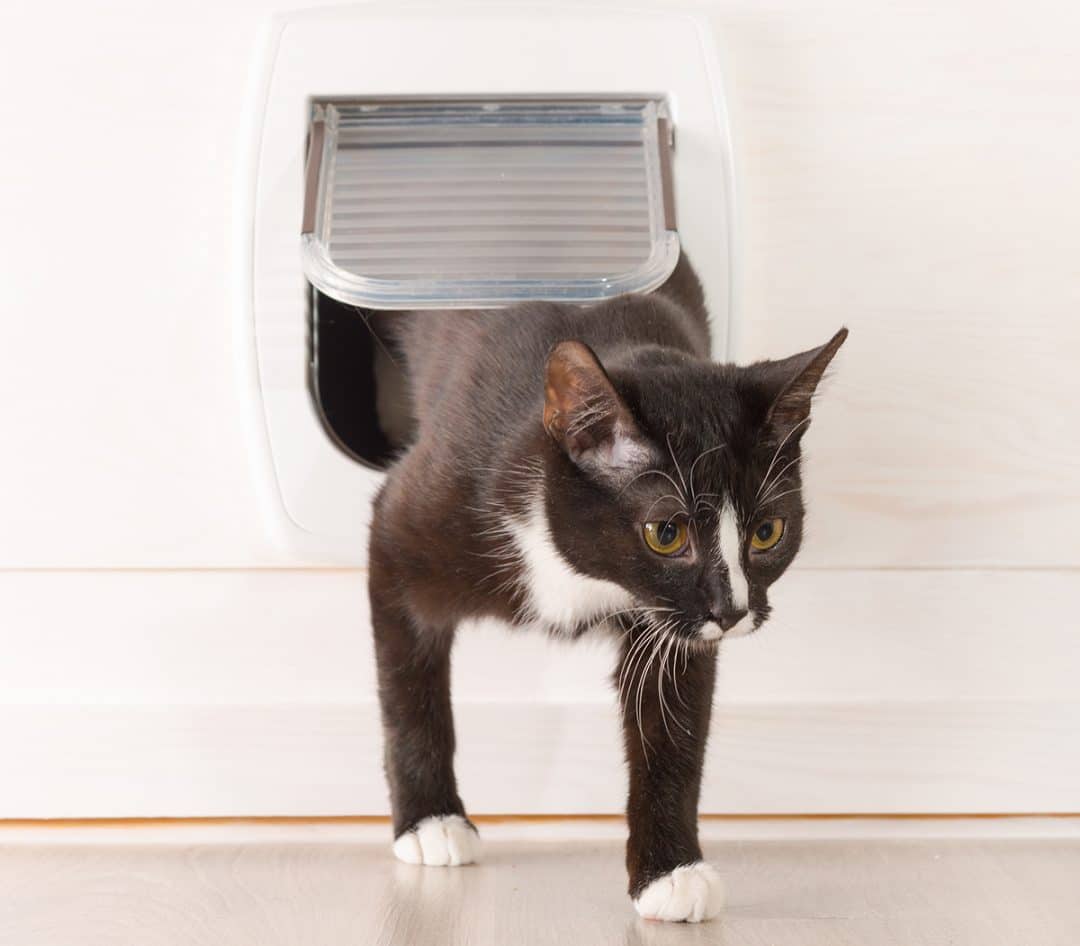 An AI-Powered Cat Door to Keep Your Cat and Its Prey OUT - Glocomp Systems